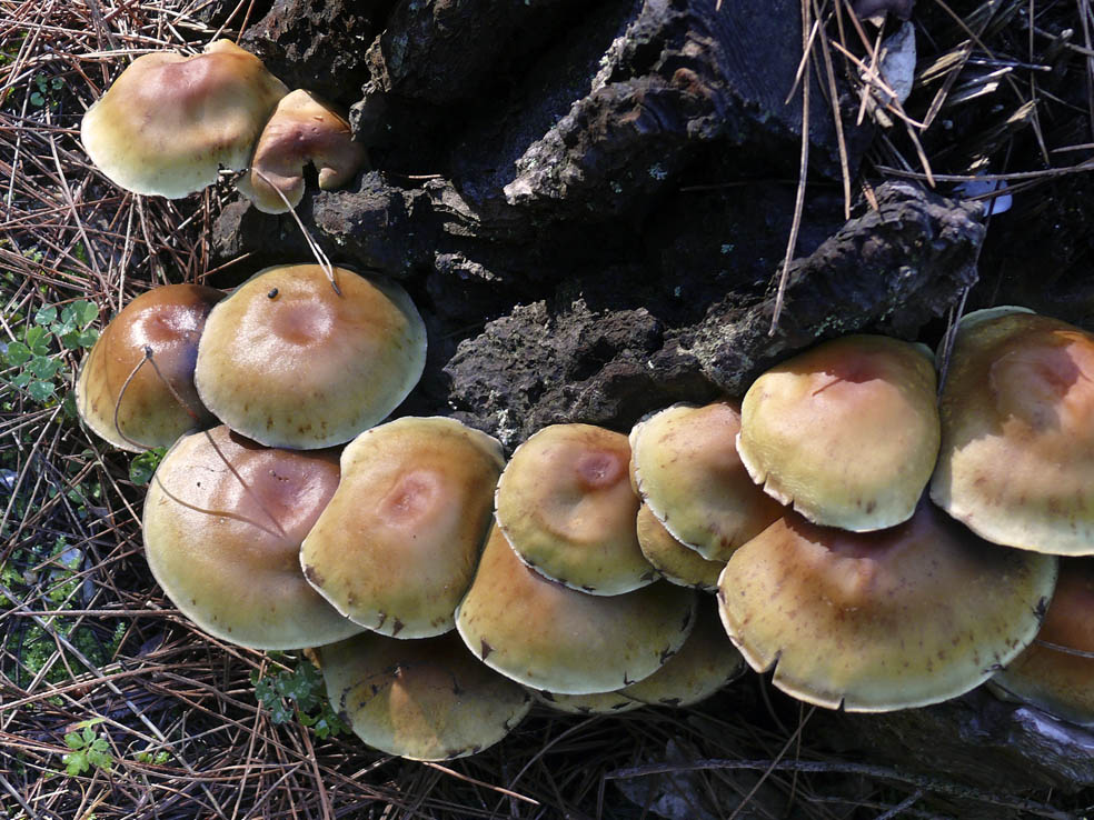 Riconoscimento funghi